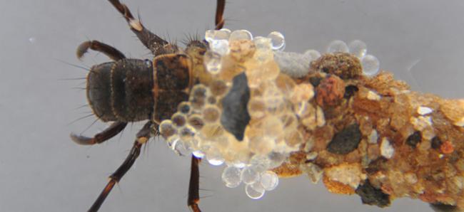 Name:  caddisfly larvas.jpg
Views: 526
Size:  23.2 KB