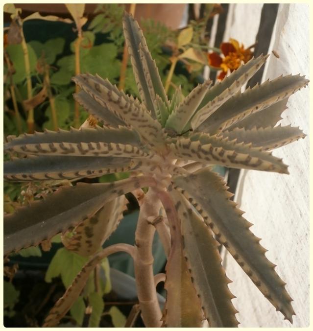 Name:  Gözyaşı Çiçeği2.jpg
Views: 484
Size:  53.5 KB