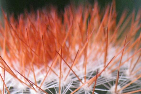 Name:  mammillariamarcosii.jpg
Views: 391
Size:  30.7 KB
