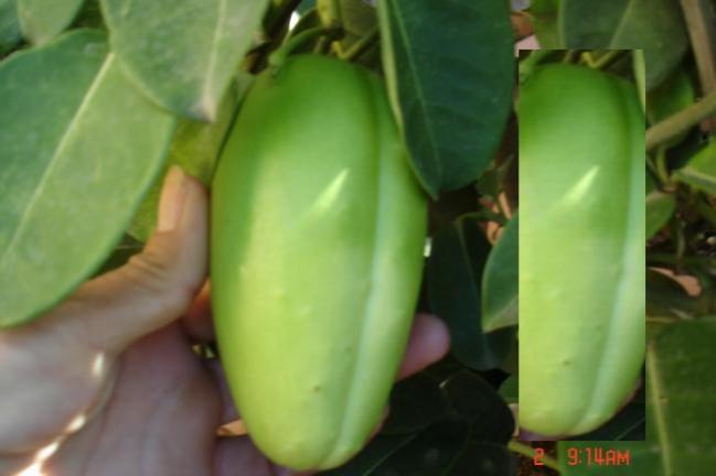 Name:  madagaskar yasemin tohum kapsl1.jpg
Views: 475
Size:  24.7 KB