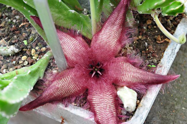 Name:  ok kolay2 Stapelia gettleffii.jpg
Views: 526
Size:  67.9 KB