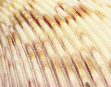 Name:  Bird-s-tail-clams-5-6-cm-Natural-conch-font-b-shells-b-font-The-font0.jpg
Views: 371
Size:  22.7 KB
