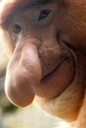Name:  maymun.jpg
Views: 460
Size:  6.6 KB