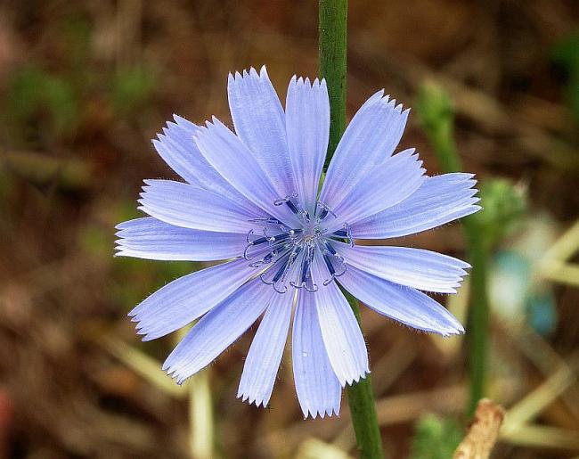 Name:  Cichorium_intybus.jpg
Views: 446
Size:  48.4 KB
