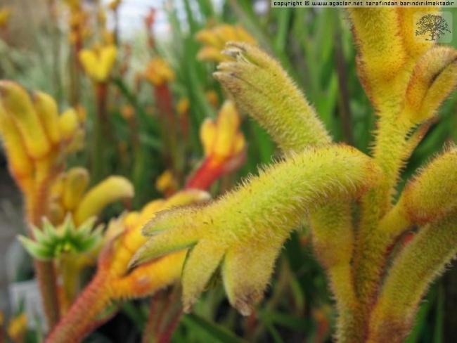 Name:  kangurupencesi.jpg
Views: 390
Size:  39.4 KB