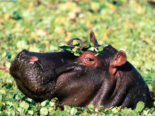 Name:  Hippopotamus3.jpg
Views: 503
Size:  27.6 KB