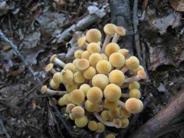 Name:  babymushroom2.jpg
Views: 455
Size:  35.6 KB