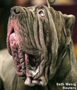 Name:  wrinkled_dog.jpg
Views: 480
Size:  24.0 KB