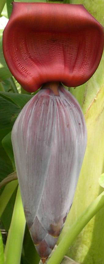 Name:  crop 1.jpg
Views: 380
Size:  51.3 KB