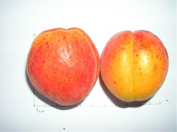 Name:  K2 2 tam.jpg
Views: 476
Size:  25.6 KB