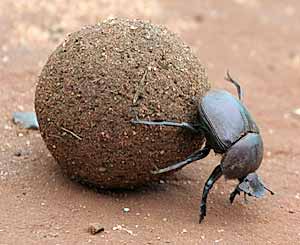 Name:  dung-beetle_8470_blog-Scarabaeidae.jpg
Views: 1338
Size:  12.2 KB