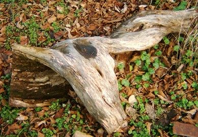 Name:  DSCI0051.JPG
Views: 990
Size:  61.3 KB