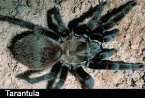 Name:  tarantula1.jpg
Views: 592
Size:  15.0 KB