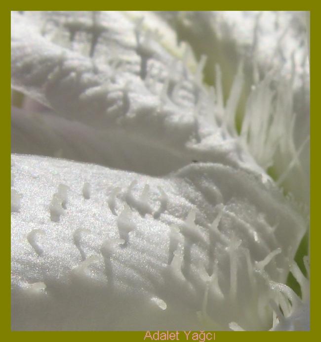 Name:  bu nedir.jpg
Views: 749
Size:  40.8 KB