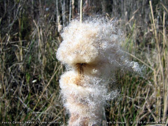 Name:  typha_latifolia800sds.jpg
Views: 476
Size:  63.0 KB