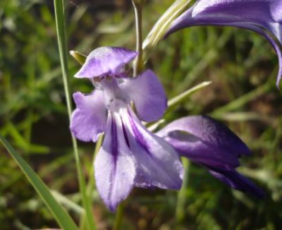 Name:  gladiolus illyricus-susen-1.jpg
Views: 1381
Size:  49.0 KB