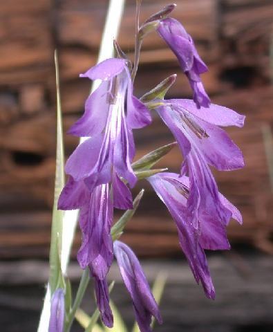 Name:  Gladiolus_antakiensis[2].jpeg
Views: 1620
Size:  38.0 KB