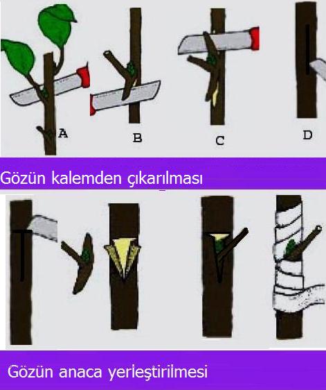 Name:  asigoz1.jpg
Views: 1651
Size:  36.8 KB