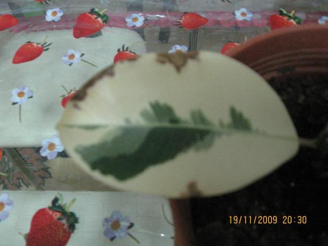 Name:  hasta yaprak.jpg
Views: 1207
Size:  32.2 KB