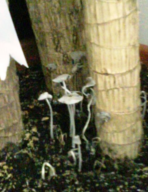 Name:  agacman.jpg
Views: 1727
Size:  51.1 KB