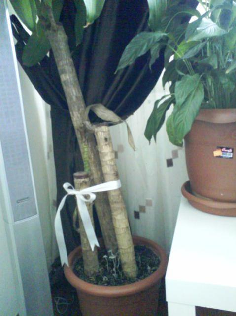Name:  11DSC00639.jpg
Views: 1560
Size:  38.4 KB