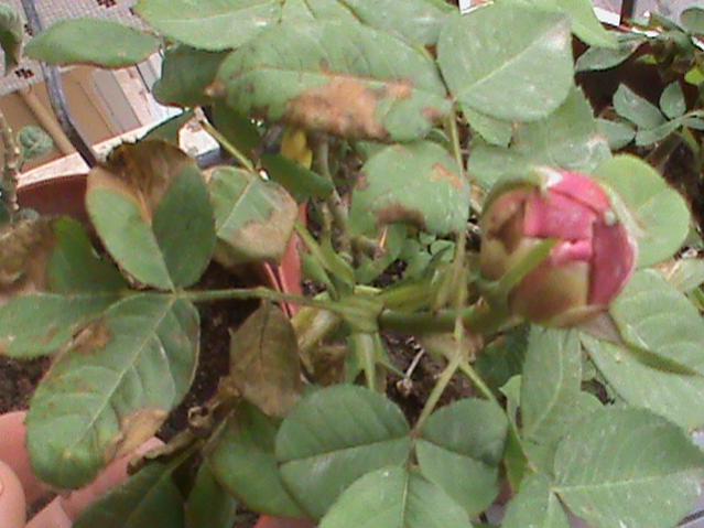Name:  DSC00232.jpg
Views: 630
Size:  44.2 KB