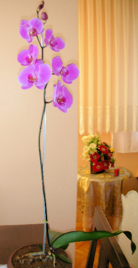 Name:  FSCN00732.jpg
Views: 2673
Size:  67.8 KB