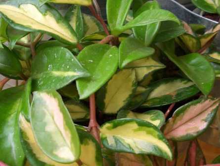 Name:  HOYA%20CARNOSA%20TRICOLOR.jpg
Views: 1812
Size:  18.9 KB