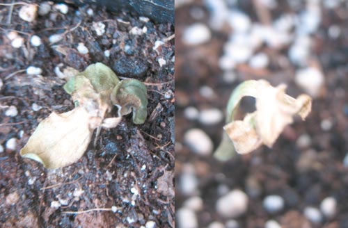 Name:  zinnia.jpg
Views: 568
Size:  33.4 KB