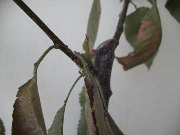 Name:  IMG_1461.JPG
Views: 726
Size:  53.6 KB