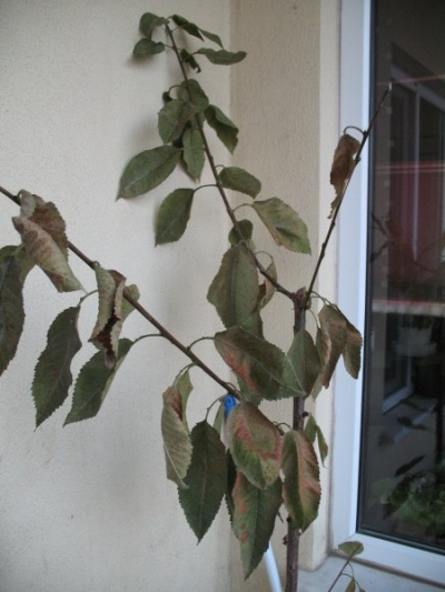 Name:  IMG_1480.JPG
Views: 739
Size:  60.3 KB