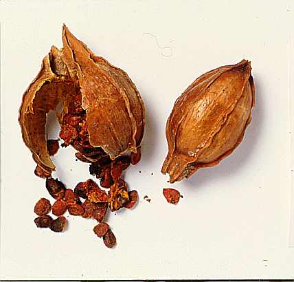 Name:  gardenya meyvesi.jpg
Views: 7205
Size:  20.5 KB