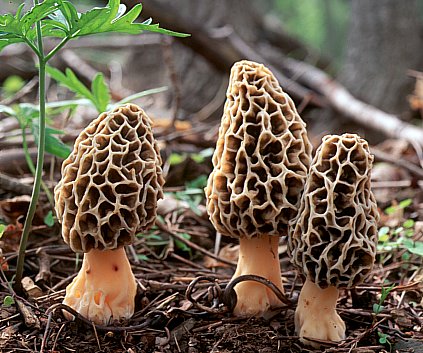 Name:  Morchella_esculenta-722783.jpg
Views: 4776
Size:  58.6 KB