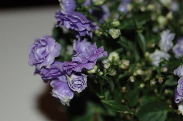 Name:  DSC_2378.jpg
Views: 1508
Size:  25.7 KB