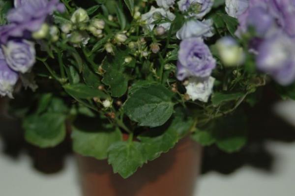 Name:  DSC_2381.jpg
Views: 1206
Size:  26.4 KB