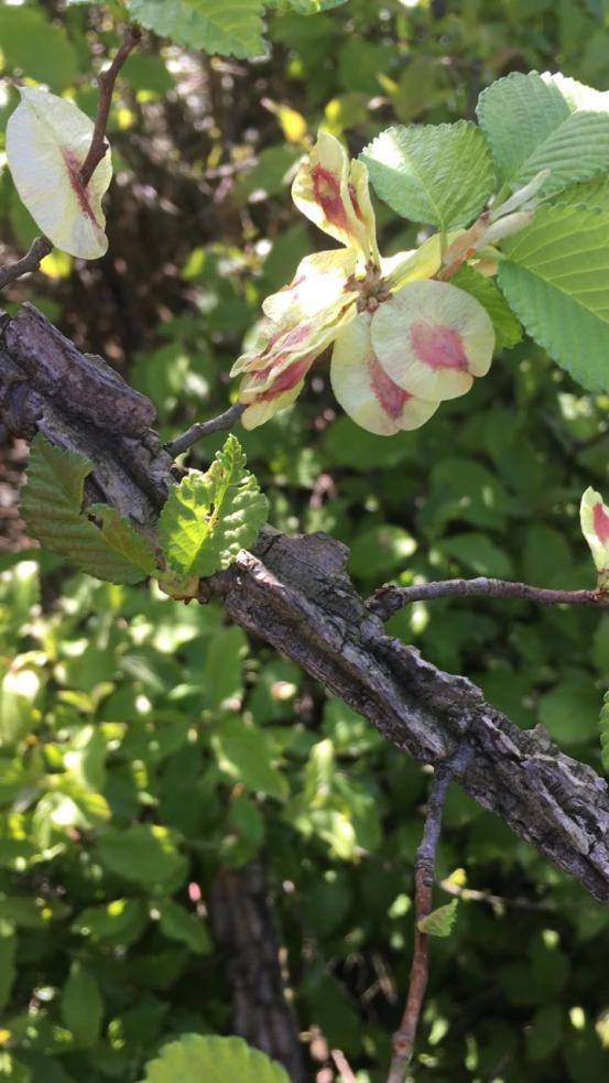 Name:  ulmus procera  m bilemiyorum.jpg
Views: 932
Size:  76.4 KB