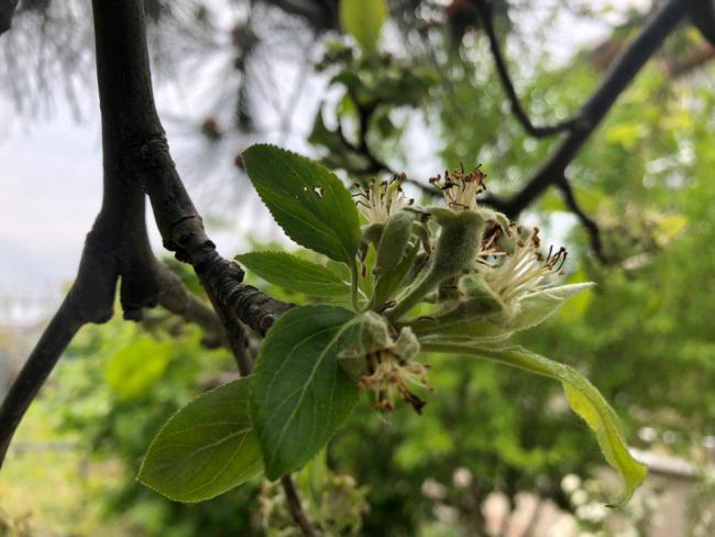Name:  photo_2019-04-24_21-01-37.jpg
Views: 278
Size:  45.2 KB