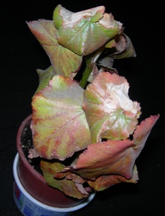Name:  DSCN1618.JPG
Views: 1532
Size:  40.5 KB