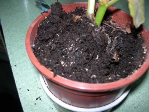 Name:  DSCN1625.JPG
Views: 1550
Size:  44.2 KB