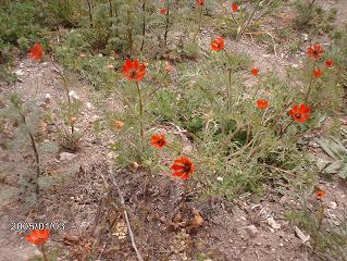 Name:  foto 286-1.JPG
Views: 546
Size:  42.7 KB
