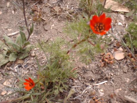 Name:  foto 285-1.JPG
Views: 555
Size:  52.5 KB