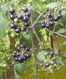 Name:  kpekzm.jpg
Views: 4490
Size:  4.6 KB