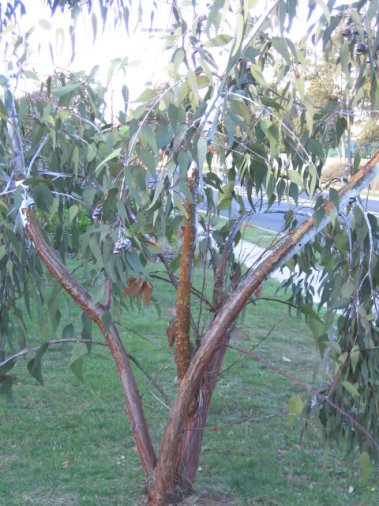 Name:  Eucalyptus caesia 007.jpg
Views: 2059
Size:  58.3 KB