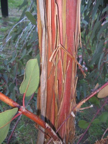 Name:  Eucalyptus caesia 005.jpg
Views: 2051
Size:  45.9 KB