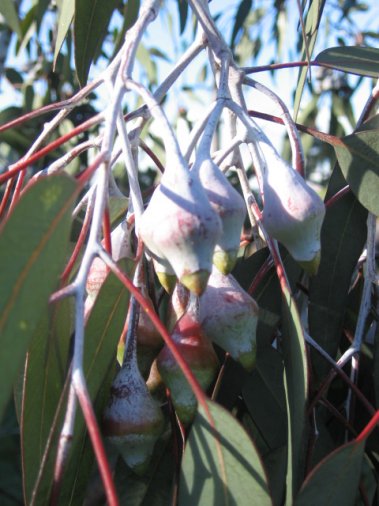 Name:  Eucalyptus caesia 009.jpg
Views: 2044
Size:  47.1 KB