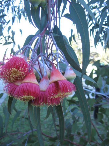 Name:  Eucalyptus caesia 001.jpg
Views: 2100
Size:  50.1 KB