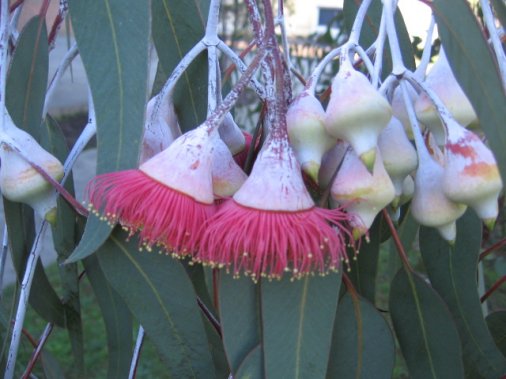 Name:  Eucalyptus caesia 002.jpg
Views: 2048
Size:  39.8 KB