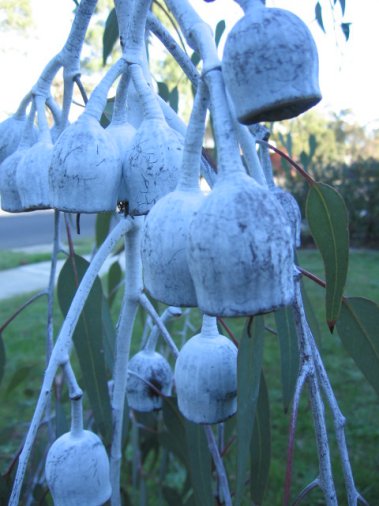 Name:  Eucalyptus caesia 004.jpg
Views: 2109
Size:  41.3 KB