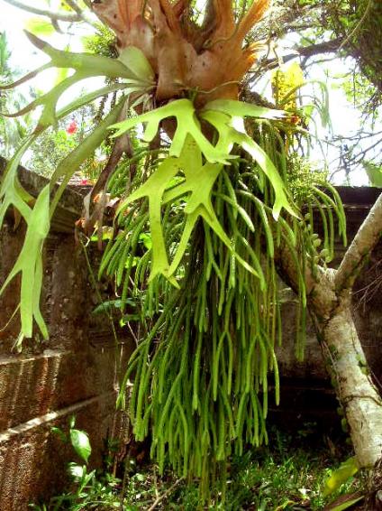 Name:  tanduk-rusa[1].jpg
Views: 2492
Size:  66.9 KB