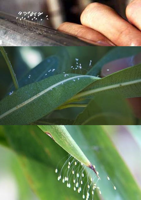 Name:  udumbara-1.jpg
Views: 23632
Size:  44.7 KB